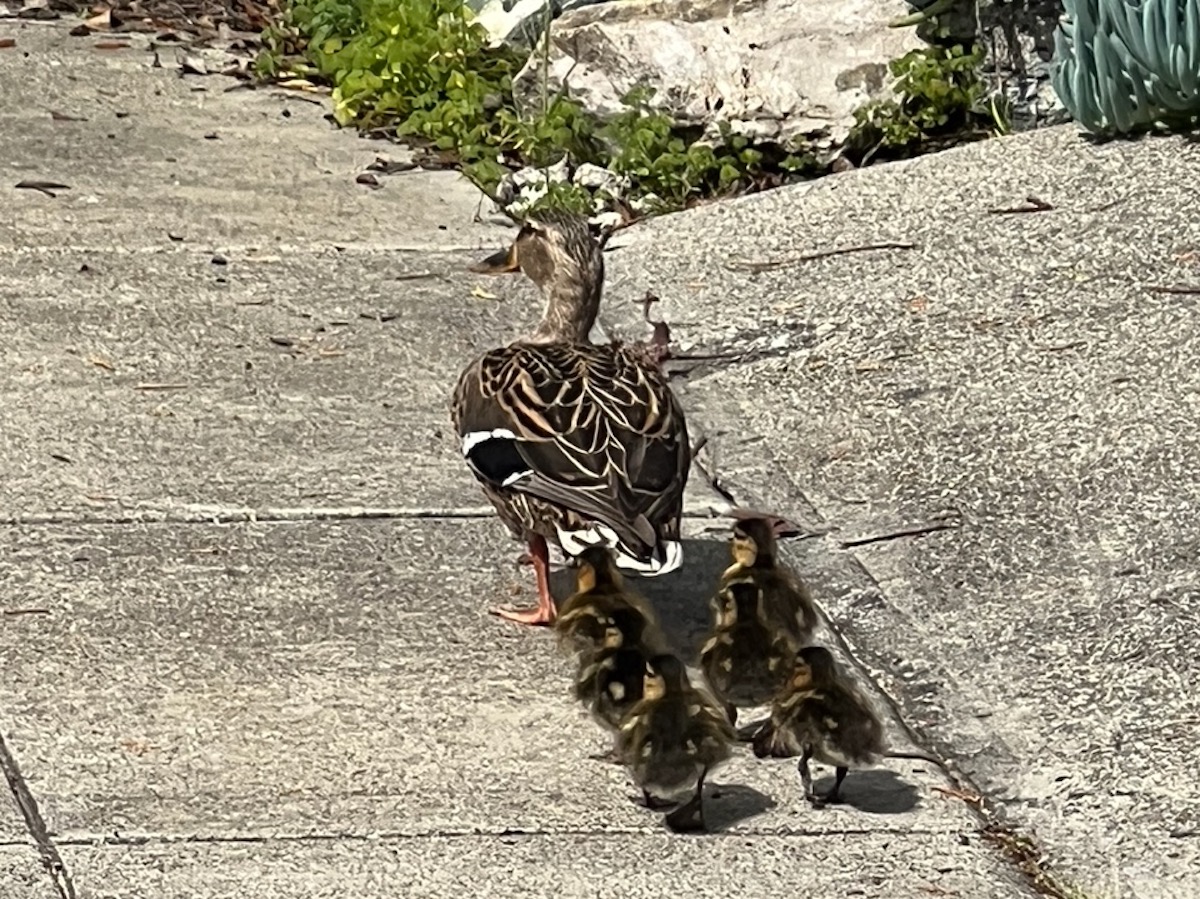 It’s springtime in Oakland, and that means duckling rescues