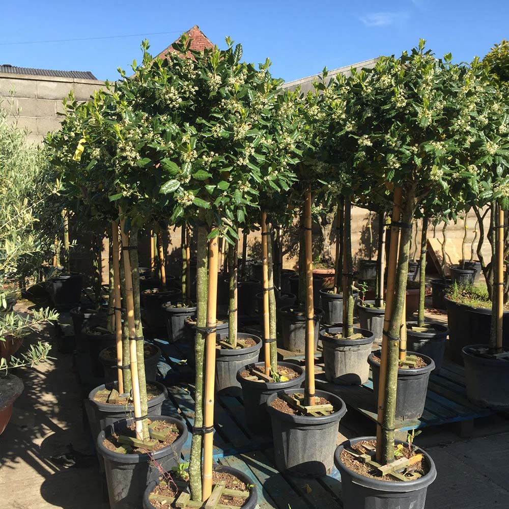 Oak Nurseries Gallery of Specialist Plants London Birmingham Manchester UK