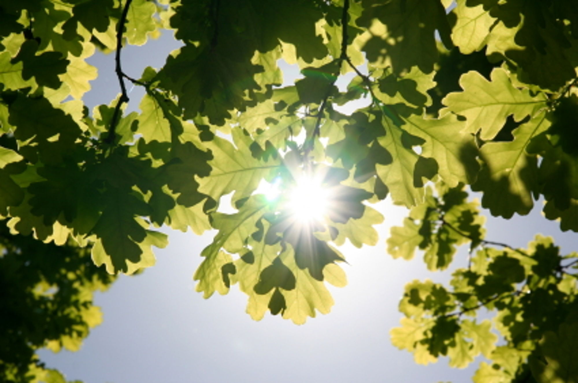 The Oaks of Lake Deluxe apartment living for 55+ senior adults.