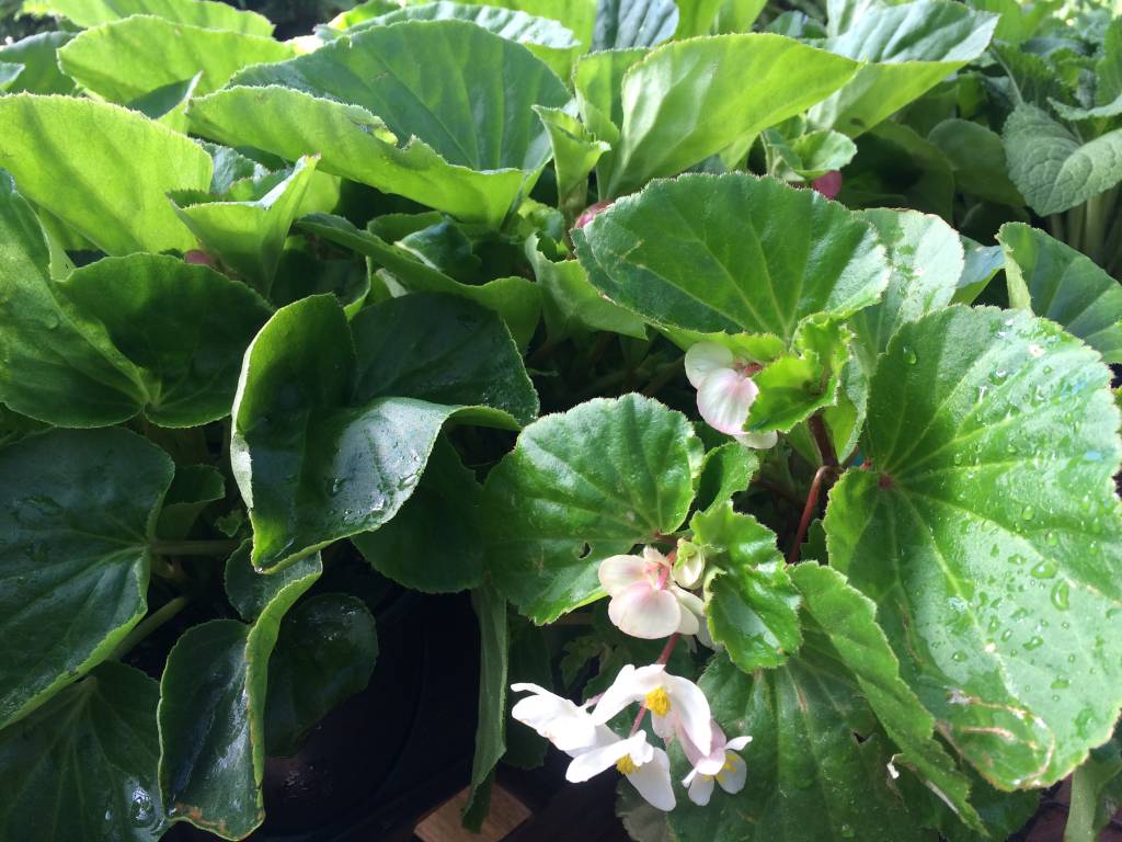 Planting for Shade Don’t About Begonias!! Oak Street Garden