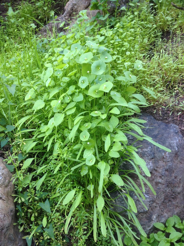 INDIAN LETTUCE Oaktown Native Plant Nursery
