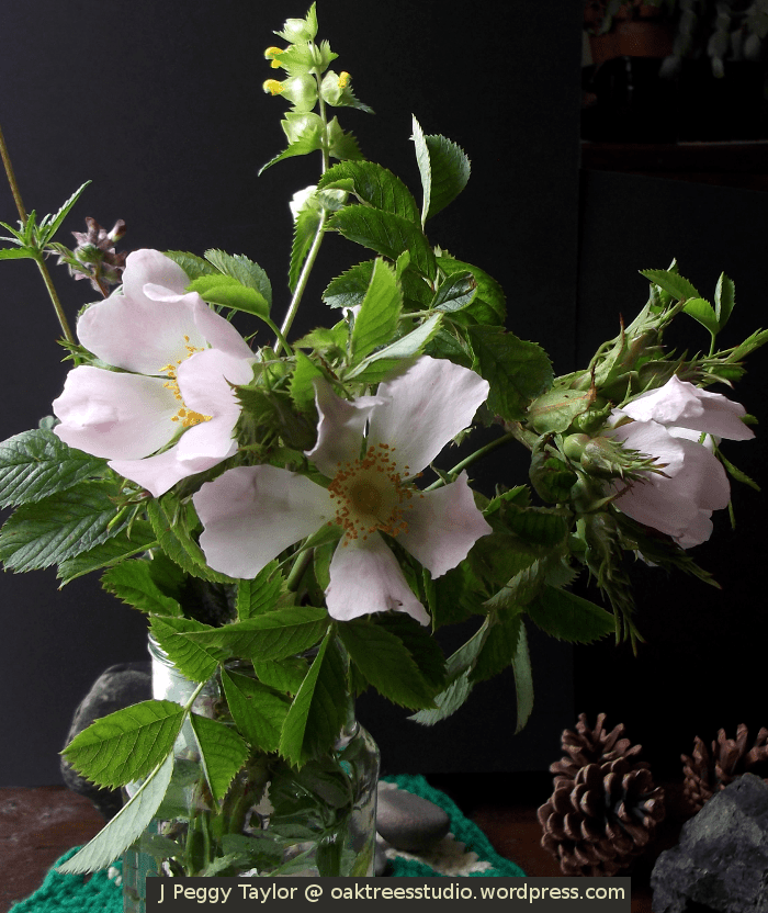 Happy Summer Solstice! Oak Trees Studio