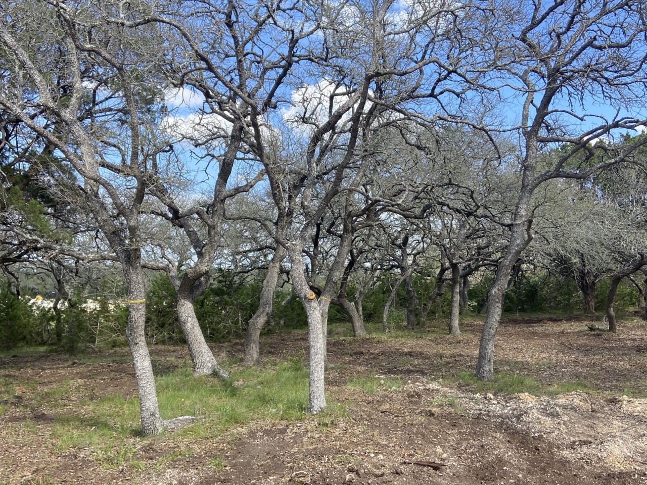 What does oak wilt look like? Oak Wilt Symptoms Oak Wilt Pros