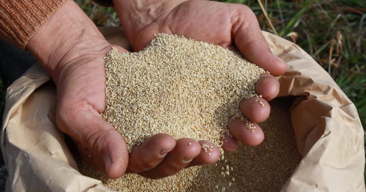Quinoa the Golden Grain coveted by the world and exciting to Bolivia