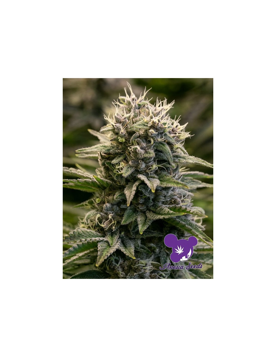 Fat Monkey Auto Oaseeds