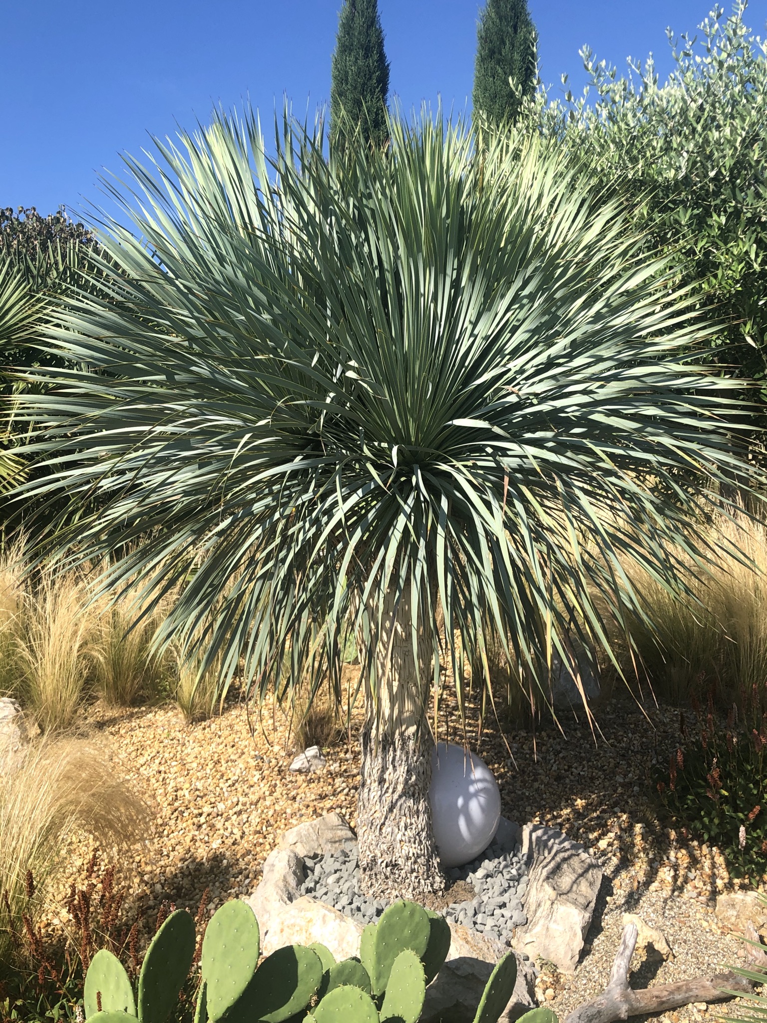 Yucca Rostrata 100125cm. Stipe de 1020 cm. 18°C Oasis