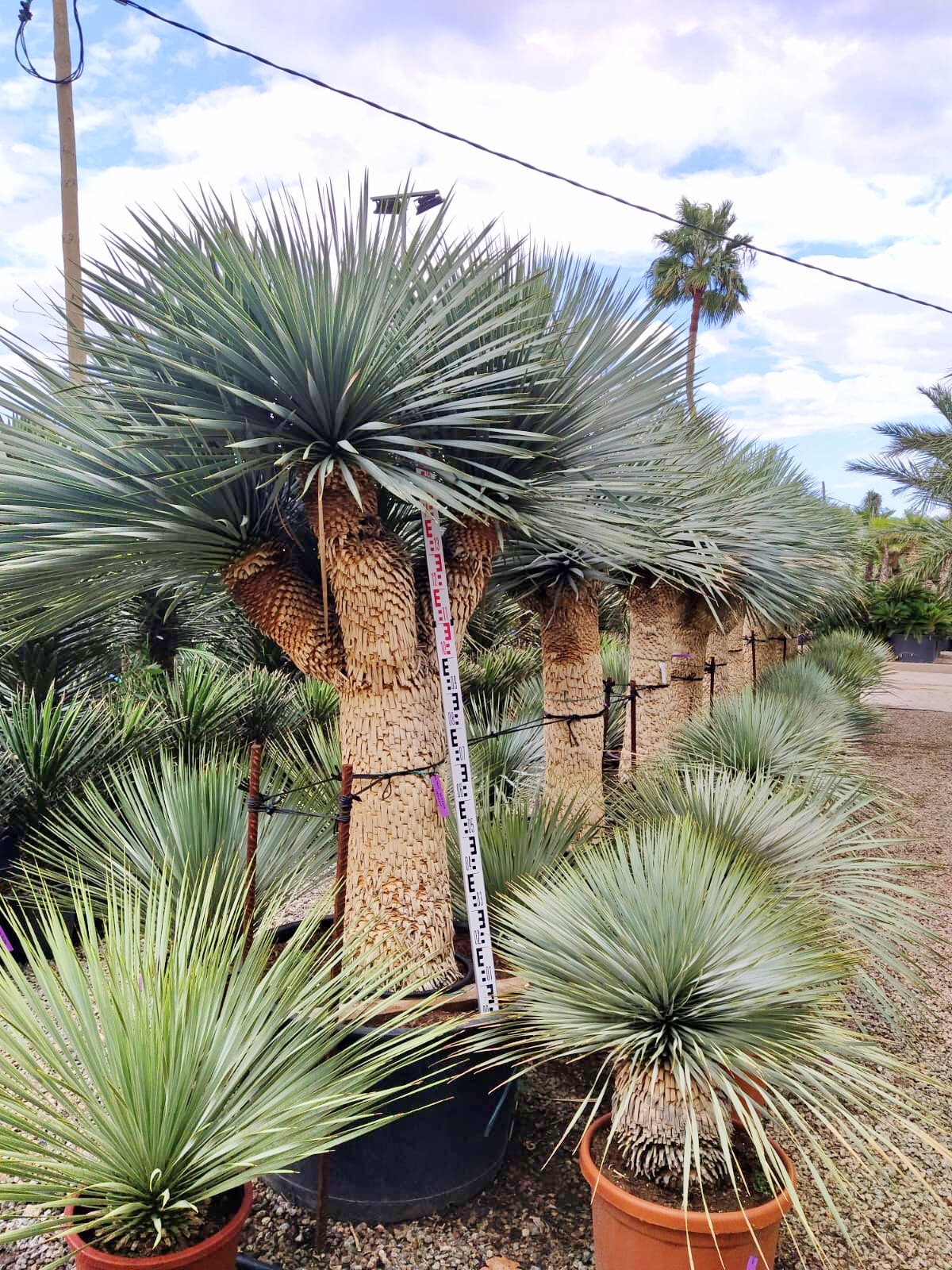 Yucca Rostrata à plusieurs têtes. 18°C Oasis Garden