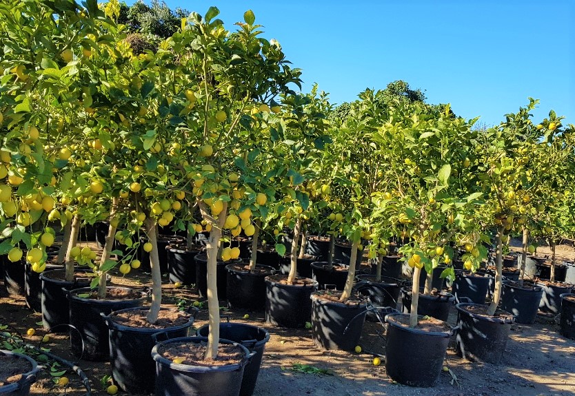 Citrus Lemon Citronnier Pot De 50 Litres Tronc De 14 18 Cm De Circonference Oasis Garden