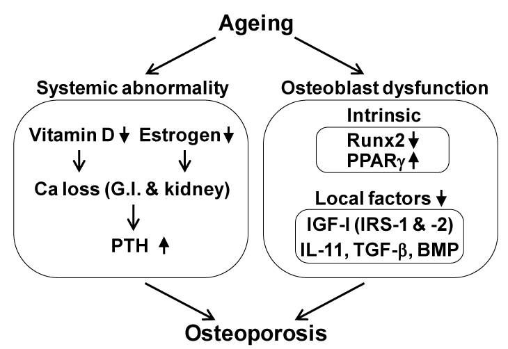 Osteoporosis pathophysiology the updated mechanism