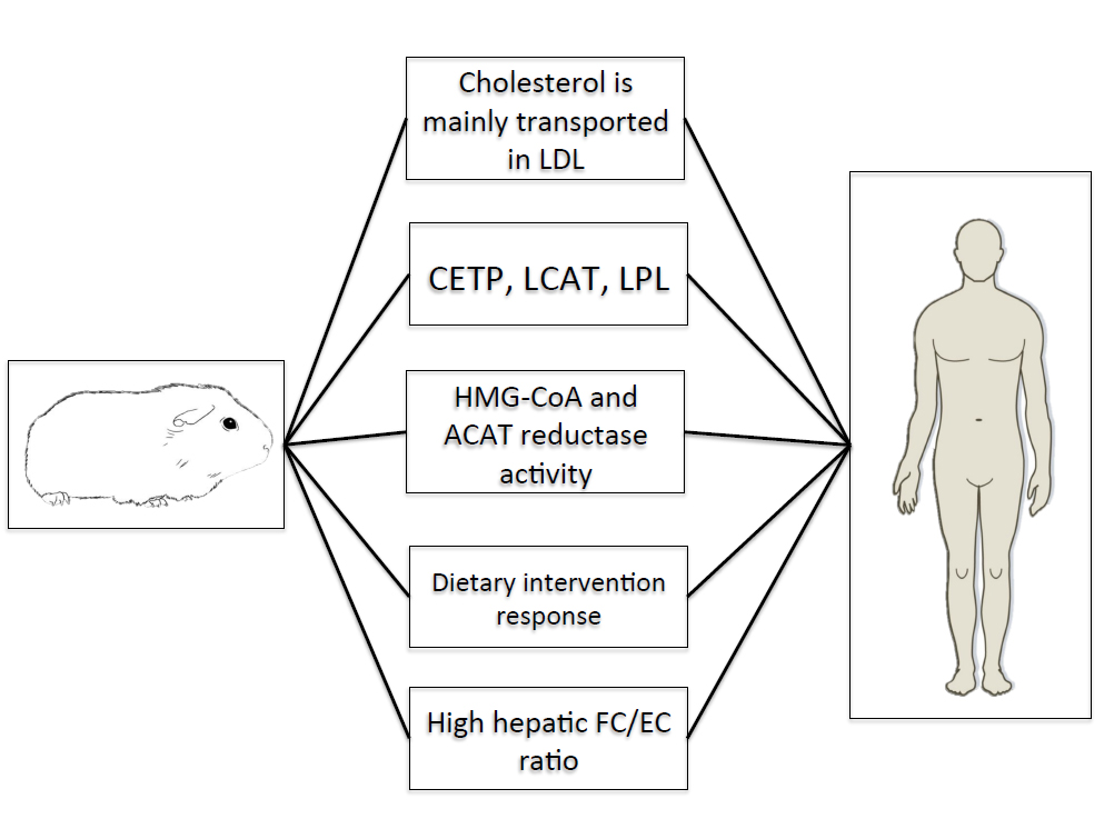 Guinea pigs as models for investigating nonalcoholic fatty liver disease