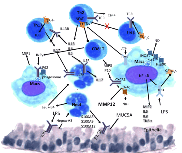 Lymphocytes