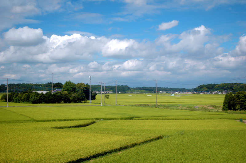 ↑クリックで拡大します　心なしか黄色にみえる田んぼ　空の色も秋の色にそろそろ衣替えです