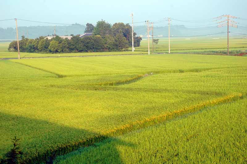 朝の田んぼ。だいぶ黄色っぽくなっています。