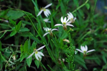 ミゾカクシ(アゼムシロ)の花 これから10月くらいまで咲くそうです。