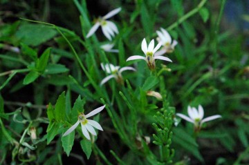 ミゾカクシ（アゼムシロ）の花　これから10月くらいまで咲くそうです。