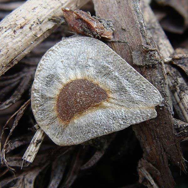 オオウバユリの種　マツなどの種と一緒で羽根が付いている感じです