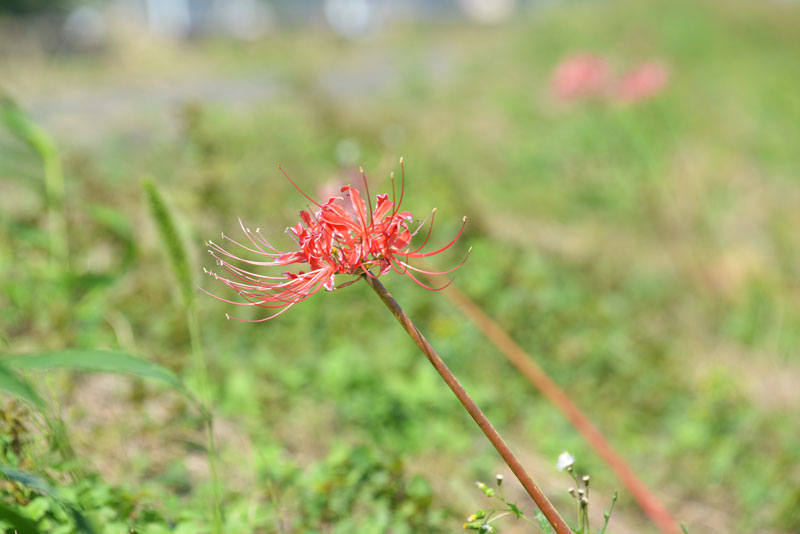 全部が全部咲いたわけではないようですが、ポツリポツリとヒガンバナの花が咲いています。