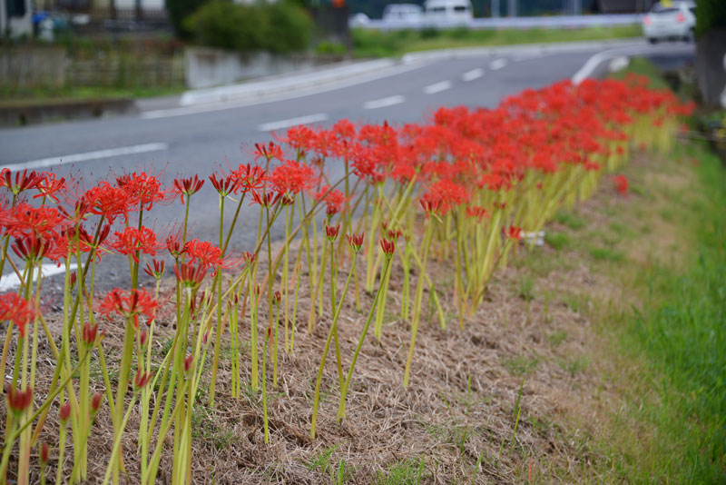 環境保全会で3年前から植えている道ばたのヒガンバナが咲いたので写真を撮ってきました。