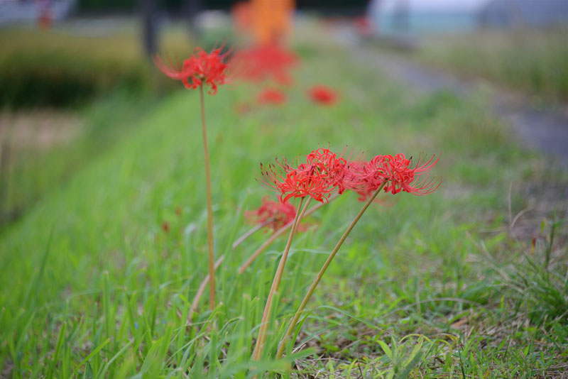 環境保全会で3年前から植えている道ばたのヒガンバナが咲いたので写真を撮ってきました。