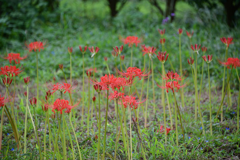 小さなクズ球根を家の裏に植えています。これは2年目。球根を収穫するなんてまだまだ先の話だなあ・・・