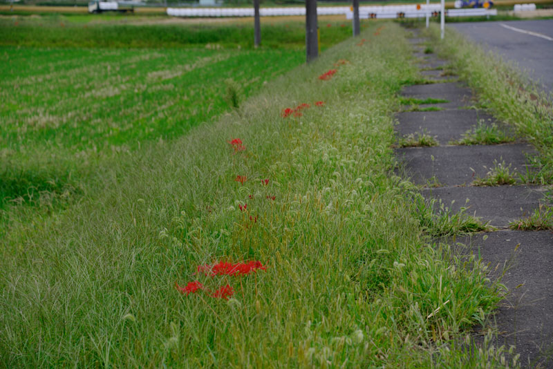 この場所は草刈りのタイミングがズレて雑草に埋もれてしまっています。ヒガンバナは突然咲くので（一晩で咲いてしまうイメージ）、草刈りのタイミングと合わない場合があります。