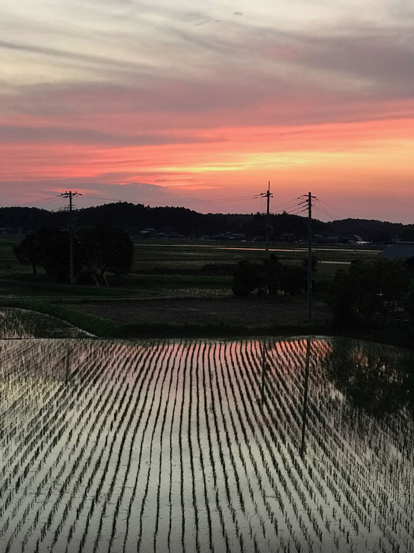 一番近くの田んぼもいつの間にか田植えが終わってもうすでにかなり大きくなっています。