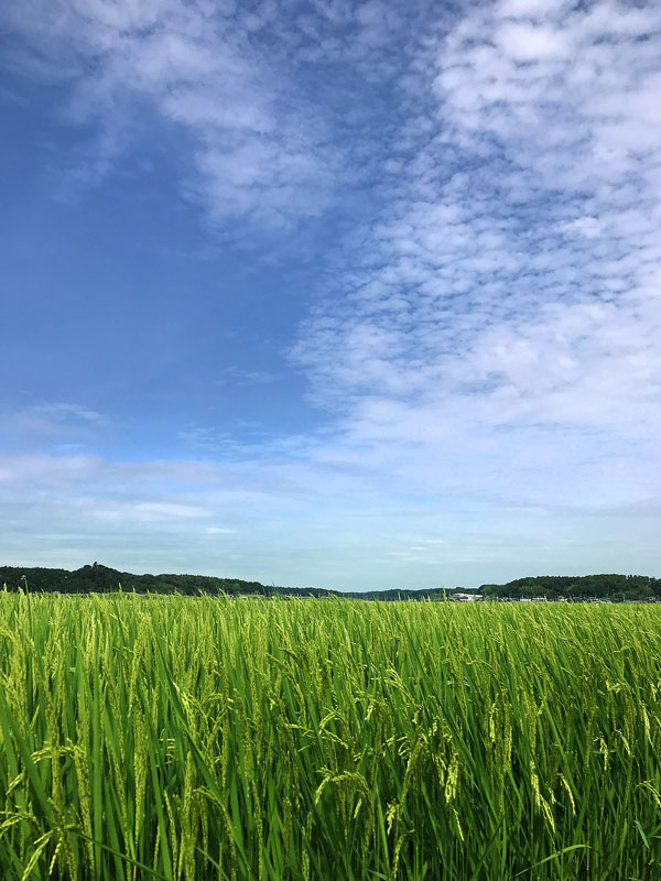 連日の暑さは夏そのものですが、空はもう秋です。