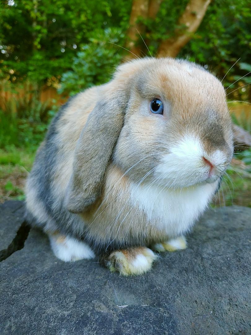 8+ Blue Fawn Harlequin Holland Lop TuckerDarcy