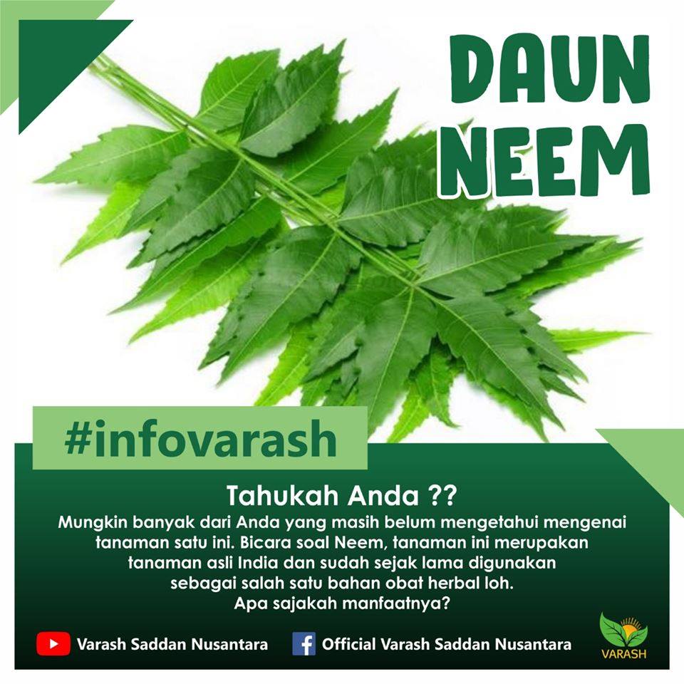 Manfaat Daun Neem Varash (+62 8121737190)