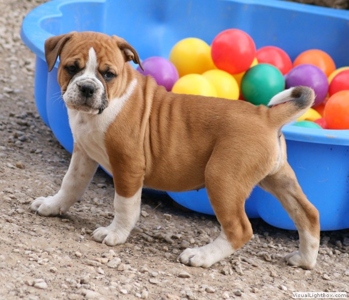 Olde Bulldogge Club Europe OBCE e.V.