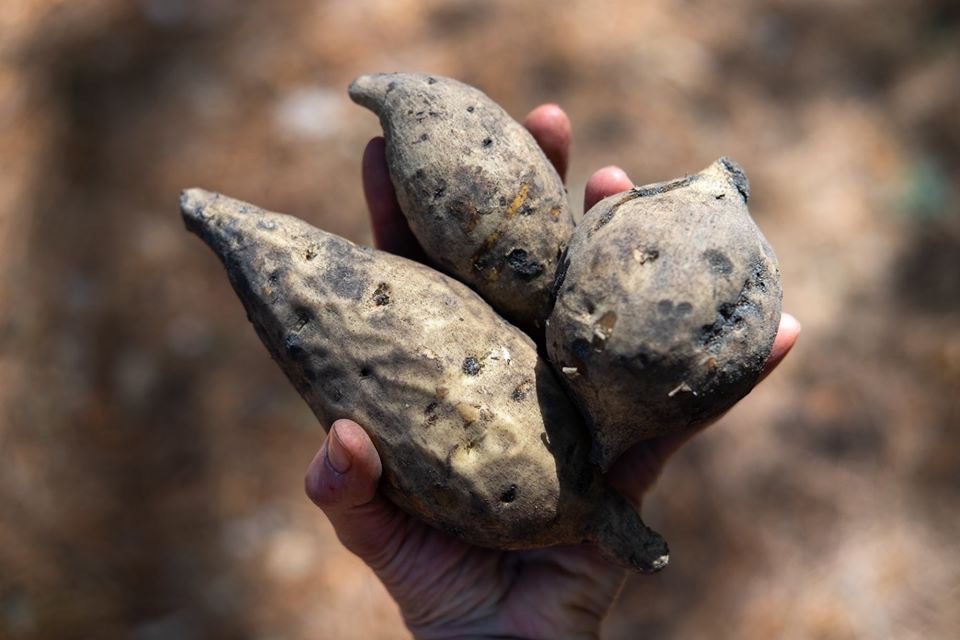 The Hayman Sweet Potato Outer Banks Conservationists