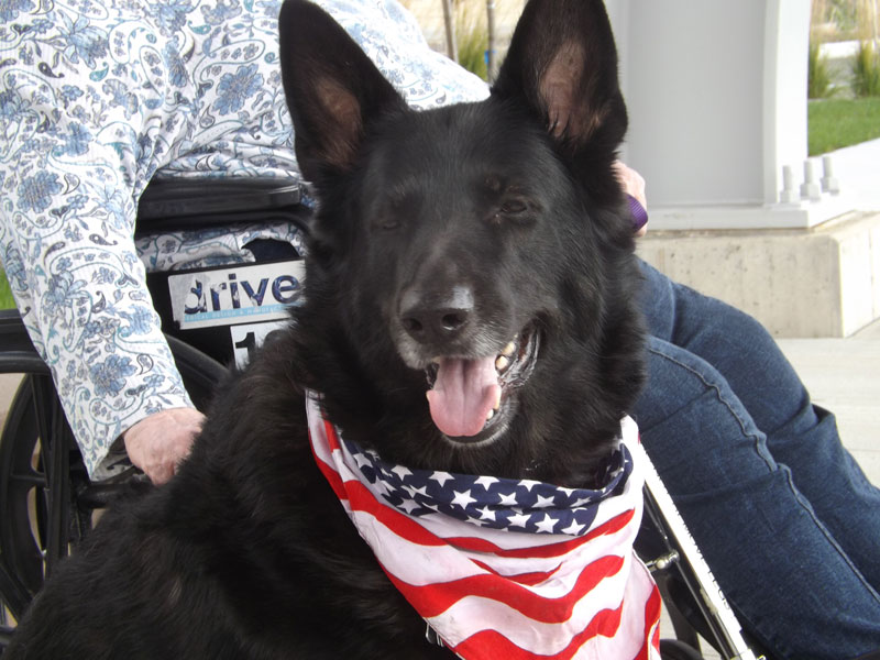 Services Dog Training Cleveland Ohio A Mann's Best Friend