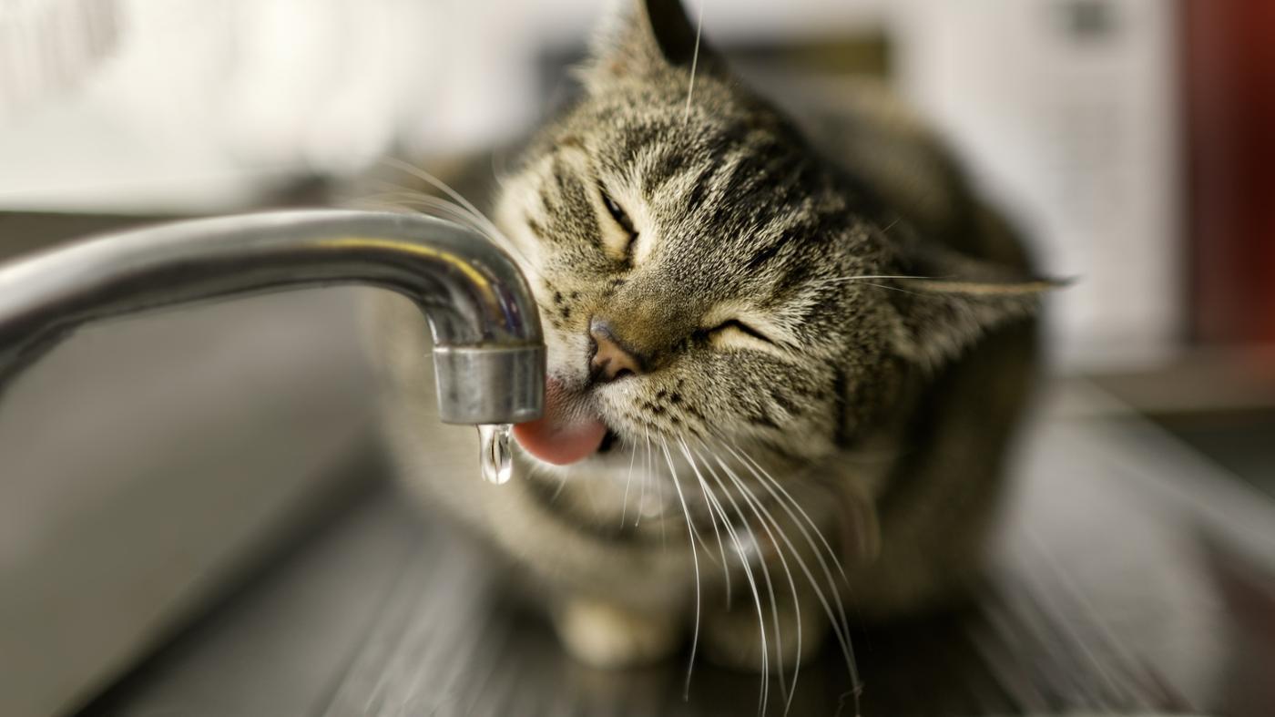 How Long Can a Cat Go Without Water? Obey My Cat