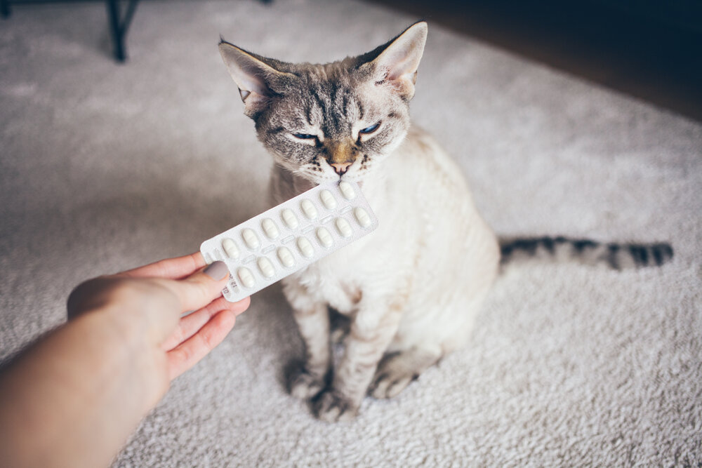 How To Give a Cat a Pill Obey My Cat