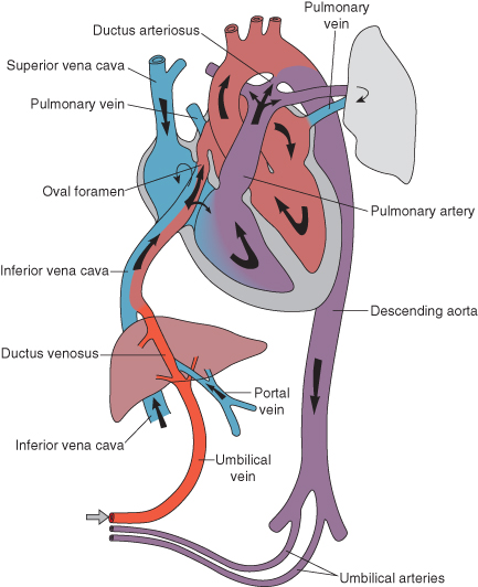 [DIAGRAM] Schematic Diagram Of Fetal Circulation - WIRINGSCHEMA.COM