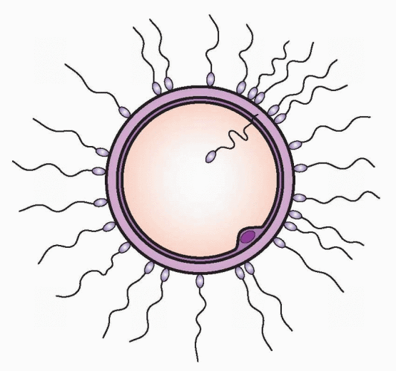 Sperm and Egg Transport, Fertilization, and Implantation Obgyn Key