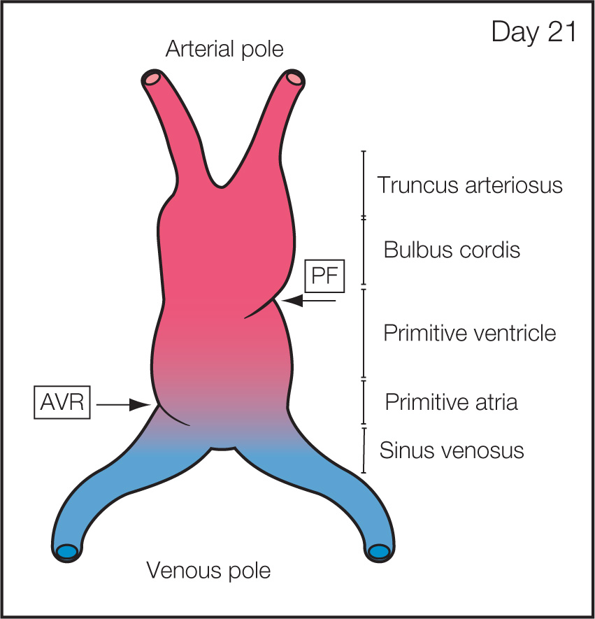 Embryology of the Heart Obgyn Key
