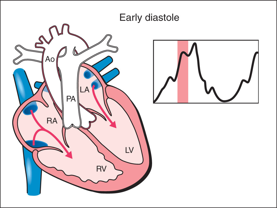 Fetal Cardiac Function Obgyn Key