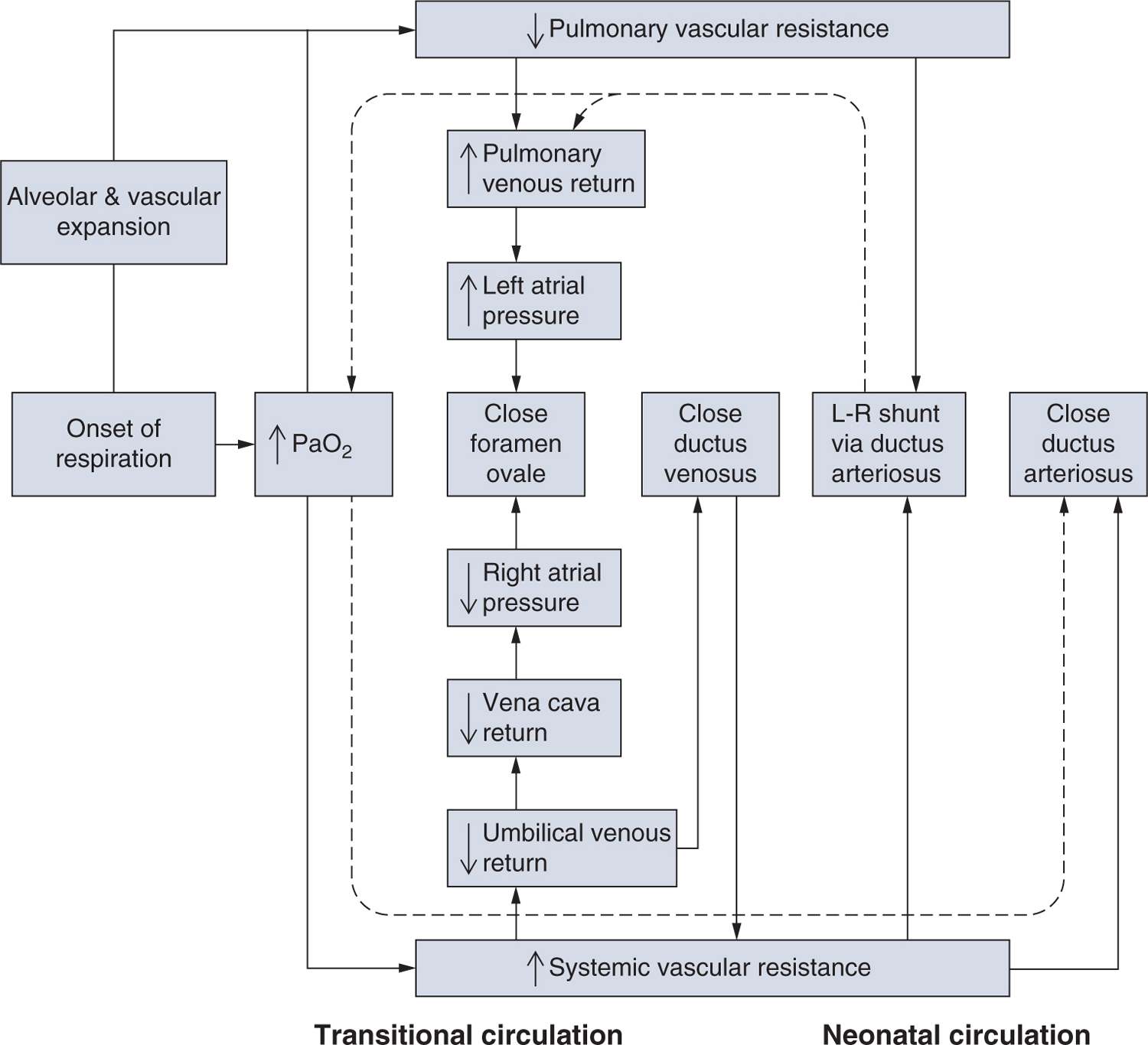 Patent Ductus Arteriosus Obgyn Key