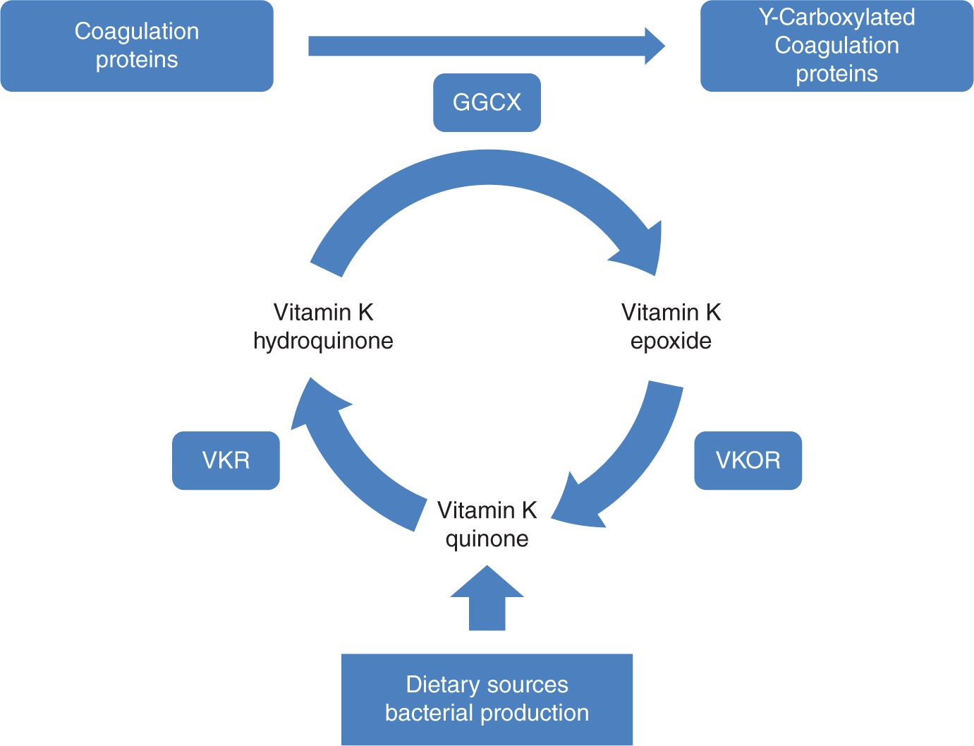 Bleeding Disorders Obgyn Key