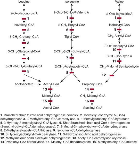 . Disorders of Branched Chain Amino and Organic Acid Metabolism Obgyn Key