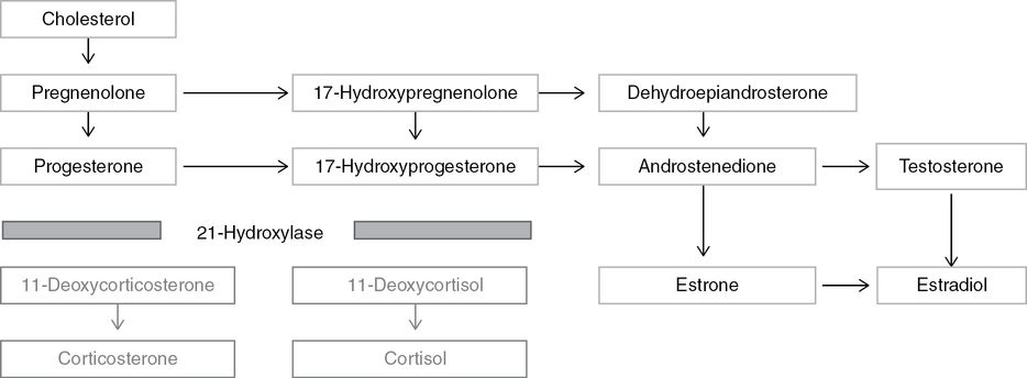 Congenital adrenal hyperplasia in females Obgyn Key