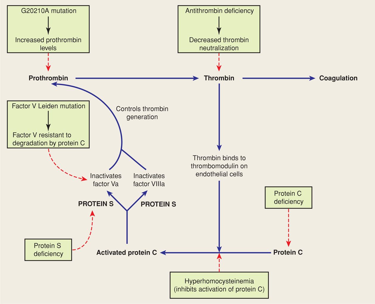 Thromboembolic Disorders Obgyn Key
