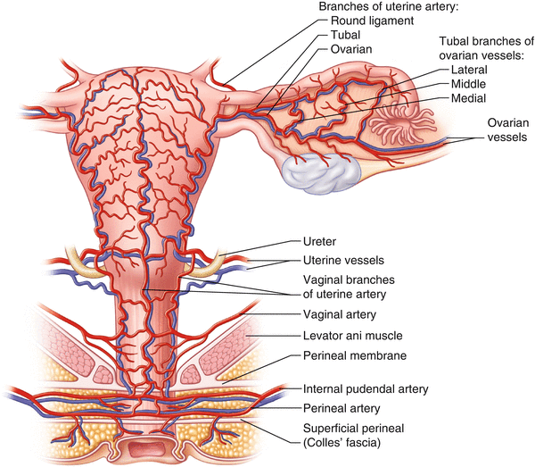 Anatomy of the Female Genitourinary Tract | Obgyn Key