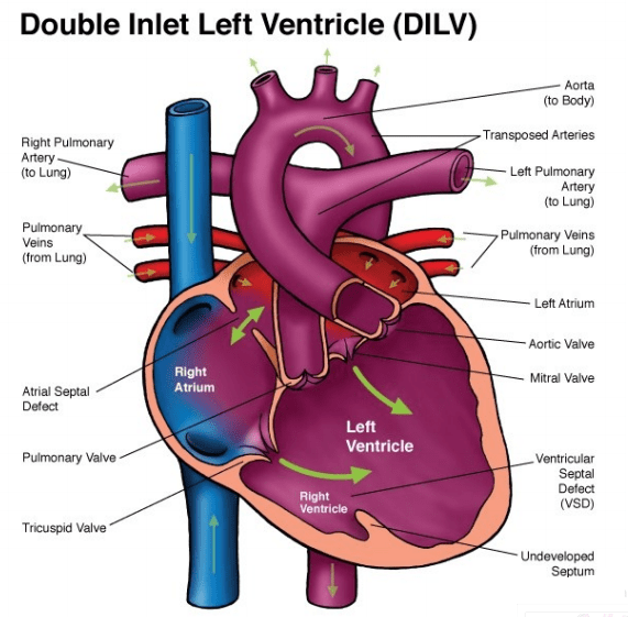 Post Delivery Graphic Anatomy OB Images