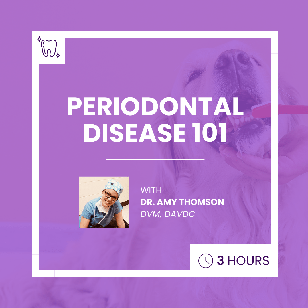 Periodontal Disease 101 Obi Veterinary Education