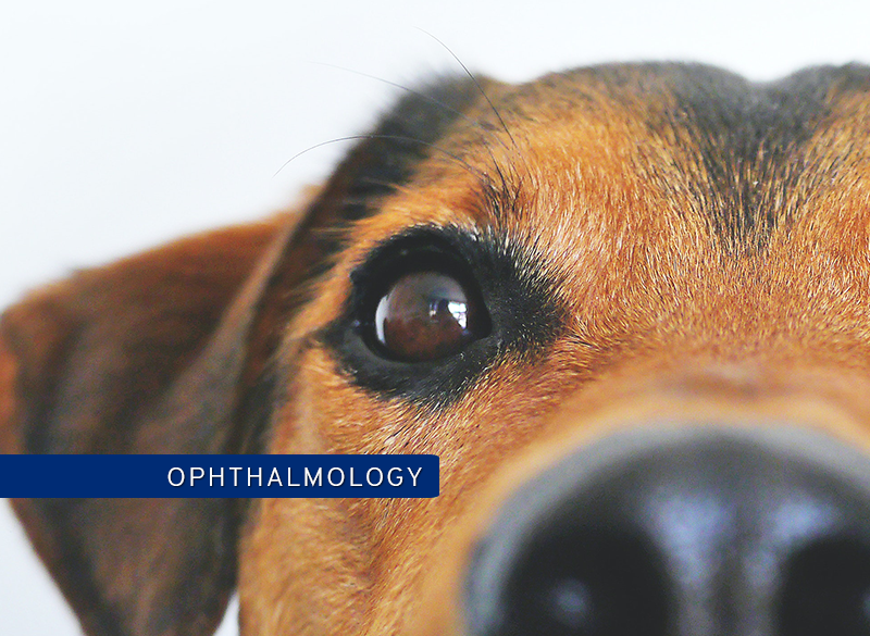 Foundations of Small Animal Ophthalmology