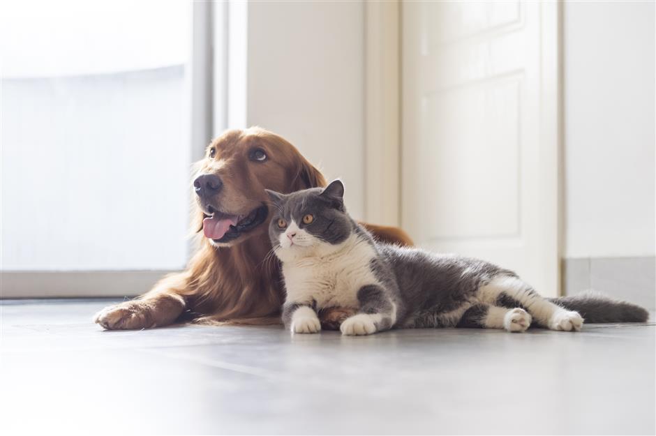 Can Dogs Gets Sick From Cats? Is Cat Poop Bad For Dogs seeds.yonsei