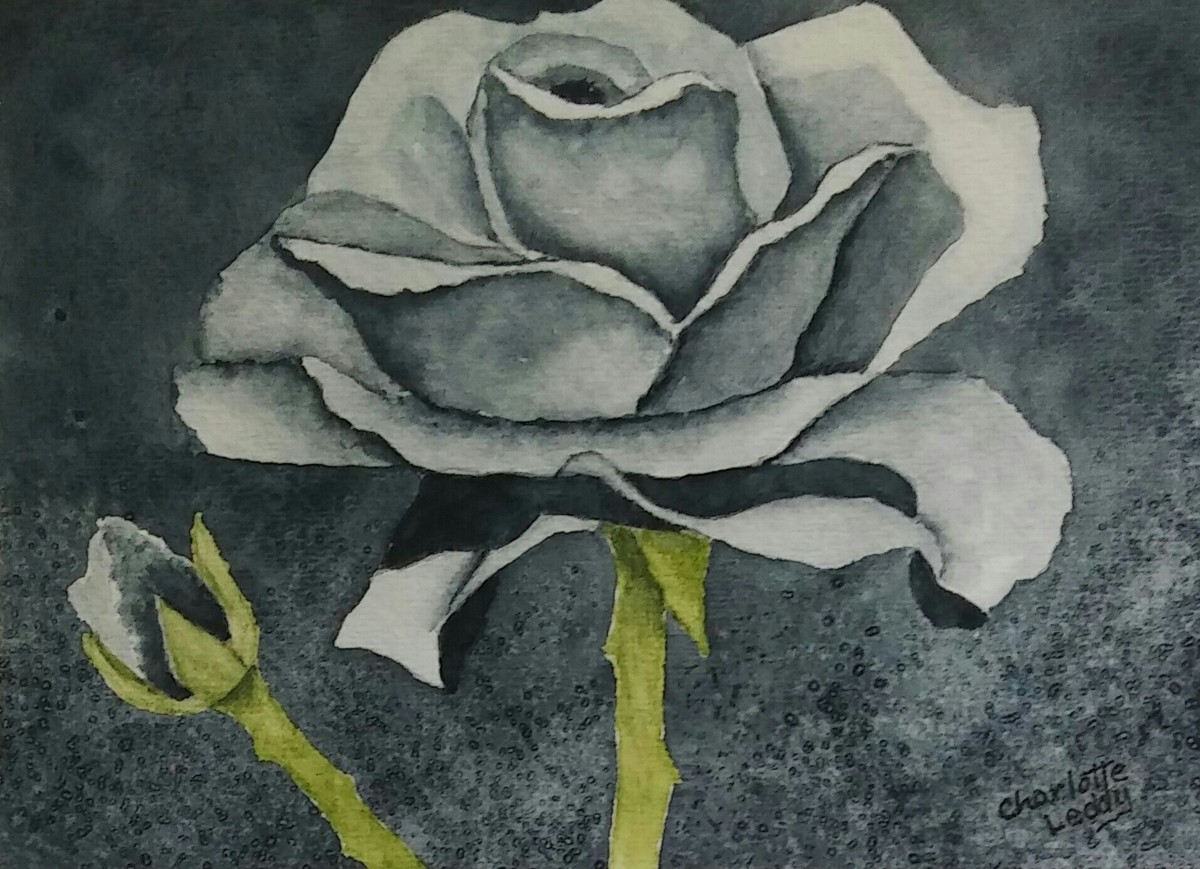 Painting "Black Rose" (Original art by Watercolor By Charlotte Leddy)