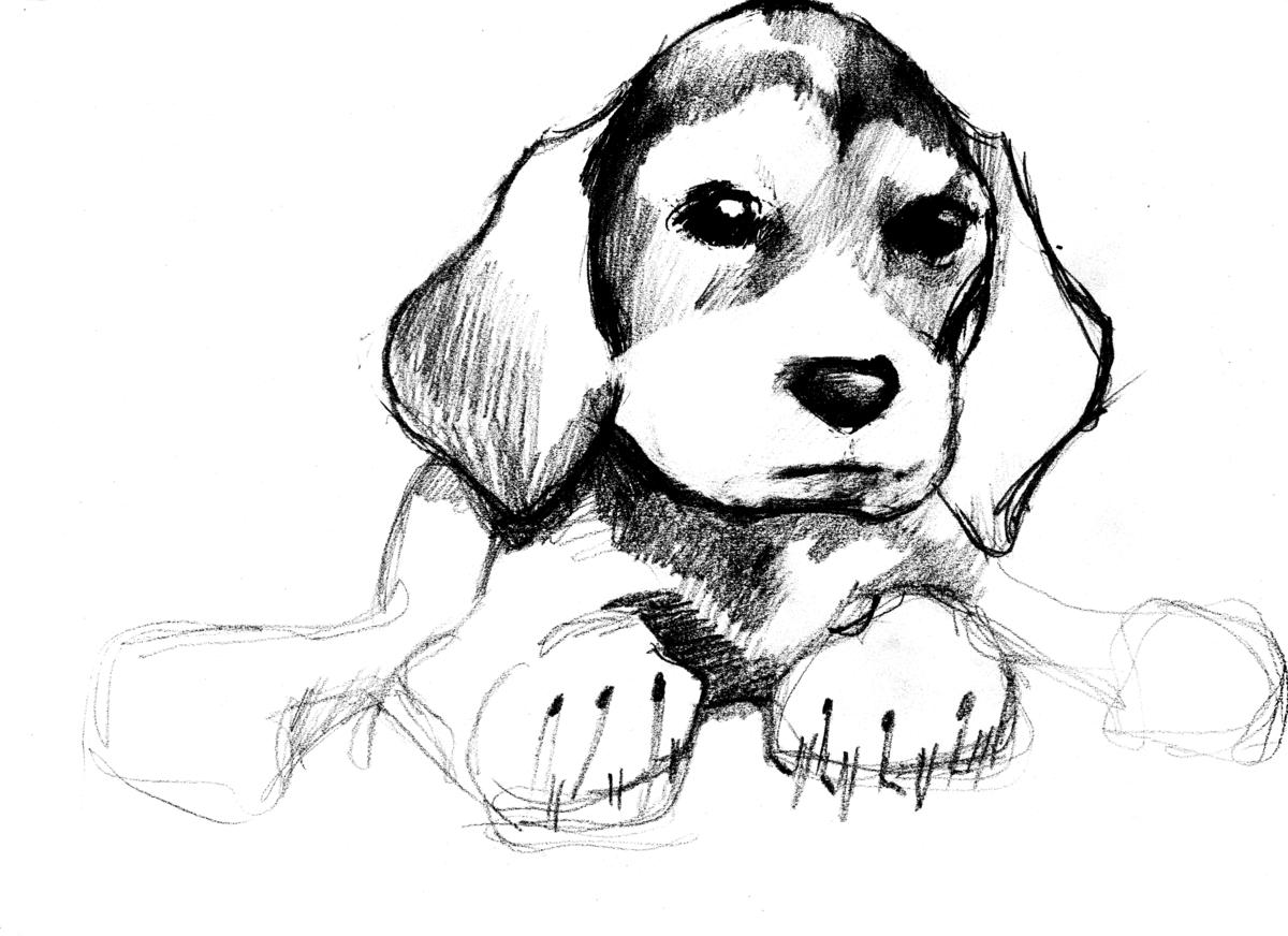 Animal Drawings puppy sketch by Kathy Osler